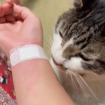 興奮して飼い主の腕を噛んでしまった猫…後に見せた『まさかの行動』が賢すぎると748万表示「確実に反省してる」「可愛い良い子だね」