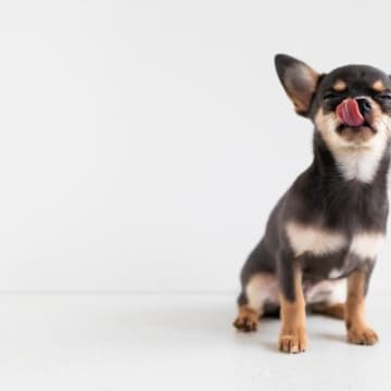 犬が好きな『食べ物』ランキングTOP5　愛犬の食いつきが悪いときに試すべき食材とは？