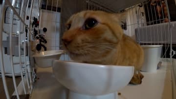 青木マッチョと保護猫・ヴィクトリアが深夜にとある奇跡を起こす…さらにダイエットとして新たなおもちゃ遊びにも挑戦