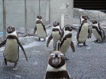 怒らせると大変！？　ペンギンのケンカ「アザができるほどの、固い武器」とは！【ペンギン水族館に聞く】