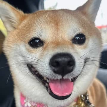 お出かけでワクワクしている犬→行き先が『病院』と分かった瞬間…まるで別の犬のような『絶望顔』が195万表示「あからさまｗ」「詐欺で草」