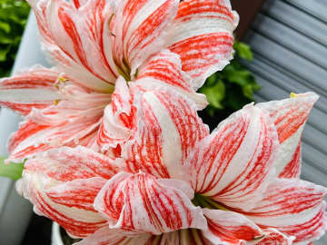 もうそれにしか見えない…　見かけた『花』の１枚に「笑った」「ちょっと高級なやつね」