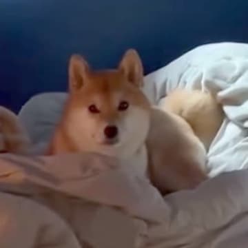 生まれて初めてお母さんと離れ離れになった犬→11日ぶりの再会で見せた『予想外な結末』に「塩対応で草」「思ってたんと違うｗ」と爆笑の声