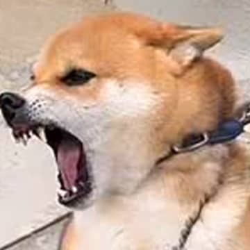 本気で噛む犬がプロのトレーニングで激変→飼い主から連絡があり…涙が止まらない『現在の光景』に「よく頑張った」と309万再生の反響