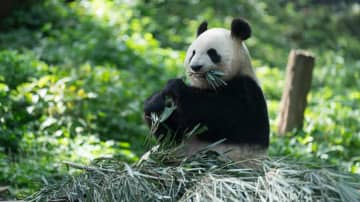 パンダのシンシン、母の日に元気な姿　中国四川省