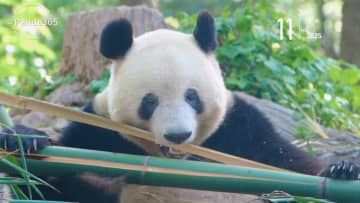 自分好みの竹を選んで食べるシャンシャン　中国四川省