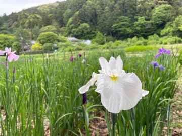 静岡県掛川市の加茂荘花鳥園で「花菖蒲・アジサイシーズン2025」が開園中