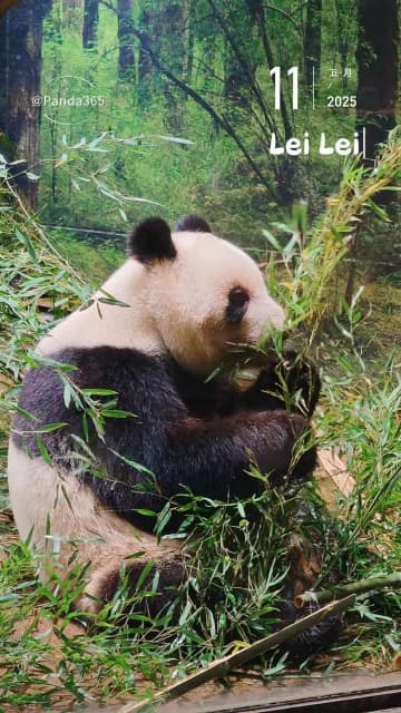 上野動物園で暮らす愛らしい双子パンダ