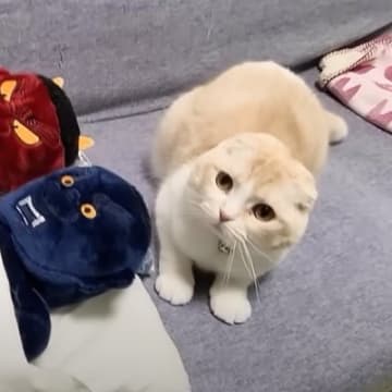 布団に入ろうとした猫→すでに『先客』がいた結果……可愛すぎる『まさかの結末』に「本当に癒された」「とても尊い」と18万再生の反響