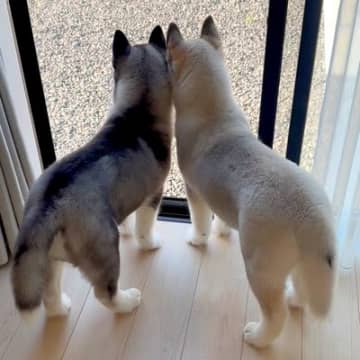 窓際に並んだ『小さな２匹のハスキー犬』が成長した結果…愛おしすぎる『ビフォーアフター』に「大きくなっても可愛い」「たまらん」と絶賛