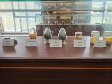 オオアブラギリの新品種開発、果実収量5倍に　中国貴州省