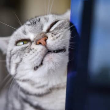 愛猫が『激しくスリスリ』してくるときの3つのキモチ　いつもより強いのはなぜ？