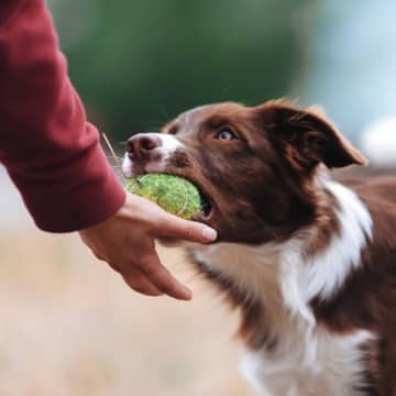 犬を楽しくさせる『知育遊び』4つ　愛犬に与えるメリットや喜んでもらう秘訣をご紹介