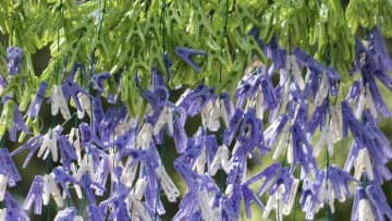 藤の花にしか見えないけど...近づくと〝まさかの正体〟　「言われなきゃ分かんない」と7000人驚がく