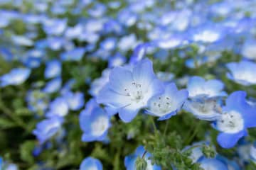 ネモフィラ畑で3匹のワンちゃんたちを撮影　思わず二度見するマイペースな姿に「ハスキーらしさ全開」
