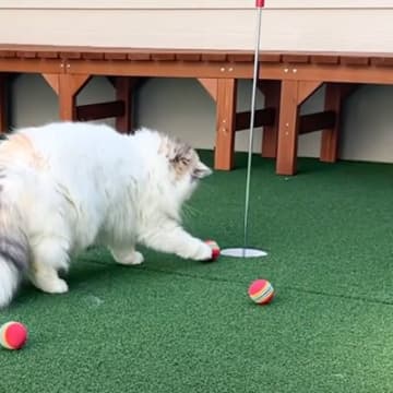 猫と『ゴルフ』をしていたら…思わず感動する『奇跡的な展開』に「ミラクルが起こったｗ」「プロゴルファー」と2万1000再生の反響