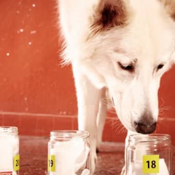 犬の『嗅覚』はどのくらい優れているの？人との比較やニオイを感知する能力について解説