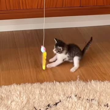 保護して3日目の子猫が『猫じゃらし』で遊ぶ様子を撮影していたら…予想外の『可愛すぎる瞬間』が26万再生「無限ループ入ったｗ」「ヤバい」