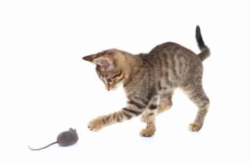 「猫がいないとネズミは遊ぶ」とは? 猫にまつわる英語イディオム (6)