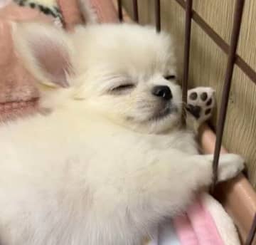 お迎え翌日に“天使”のような寝顔を見せた子犬→1才になった現在、飼い主にとって「大切な宝物」に！