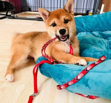 お散歩デビュー前に無邪気な姿を見せていた柴の子犬→家族になって半年が経過、飼い主もびっくりの“おりこうさん”に成長！