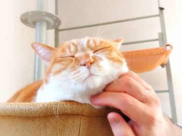 猫と心を通わせる、簡単な方法が明らかに…英研究が示す新たな可能性