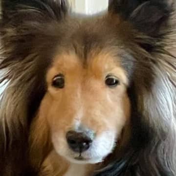 なぜか眠たそうな顔をしている犬→まさかの理由と家族の切実な声に6万1000いいね「うちのも同じ」「二度寝できるもんね」共感の声も