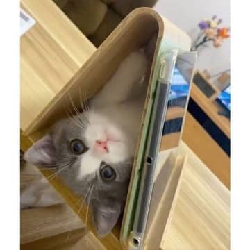 タブレット用スタンドの隙間がお気に入りだった無邪気な子猫→およそ2年半後の「貫禄たっぷり」な成長姿にほっこり！