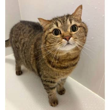 飼い主がお風呂に入ると心配で様子を見に来る猫　静かに見守ってくれる姿が健気で愛おしい！