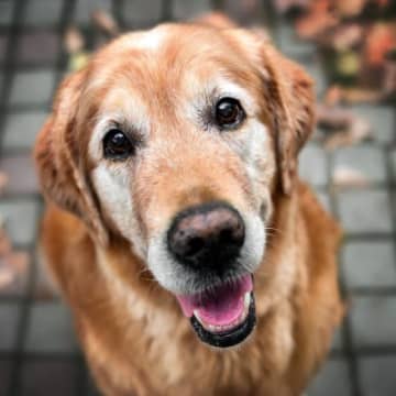 犬を『長生きさせる』ためにできること5選 　注意すべきお世話の仕方まで解説