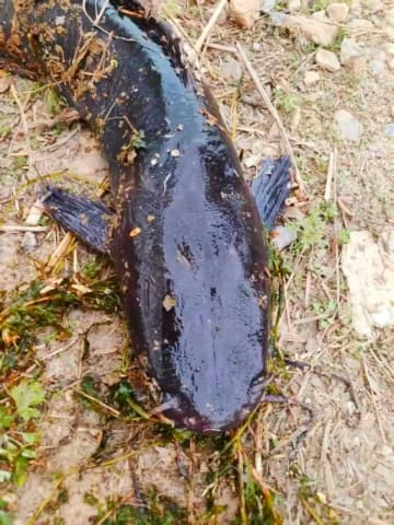 大連のダムでアフリカ原産外来種ナマズの群れ発見、生態系への影響懸念―中国メディア