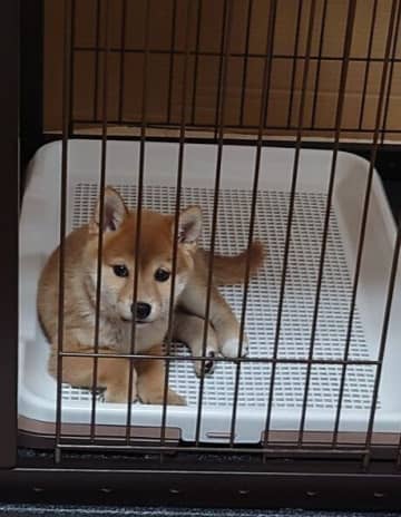 お迎え当日、トイレで横になっていた生後2カ月の子犬→1才に成長し、「新しく楽しい毎日をくれる」存在に！