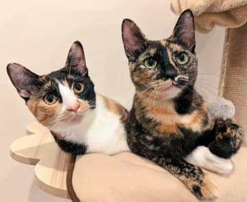 キャットタワーでくつろぐ姉妹の保護子猫、2年後に同じ場所で撮影すると→「貫禄たっぷりな成長ビフォーアフター」にほっこり