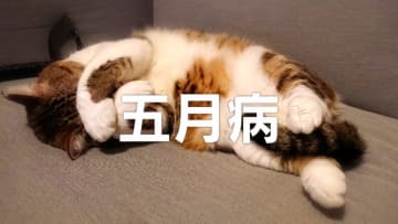“五月病”実態調査 「経験したことがある」45％　「疲労感・だるさ」が最多