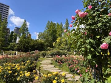 都会のオアシス「靱（うつぼ）公園」のバラを見に行きました