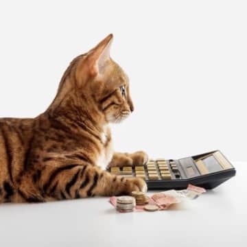 猫との暮らしをサポートしてくれる「助成金」3選　飼い主さんを助ける自治体の取組