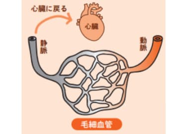 リンパは“体の関所”？ なぜ全身にリンパ節があるのか【眠れなくなるほど面白い 図解 デトックスの話】
