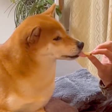 女の子が『すっぱいリンゴ』を食べていたら、柴犬が欲しがり…『思ってたんと違う』表情に出過ぎてしまう光景が15万再生「顔ｗｗ」「可愛すぎ」