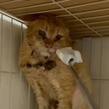 『人間を恐れている猫』→保護から69日が経つと……涙あふれる『感動の瞬間』が384万再生「電車内で泣いてしまった」「胸が熱くなる」