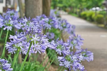 【ガーデニング】初夏を彩る球根植物8選　視線を引きつける主役級ぞろい