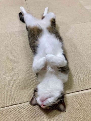 愛猫が“落ちている”様子がかわいすぎると話題→猫が落ちるのはなぜ？ 獣医師が解説！