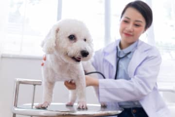 「獣医師」になるのは「医師」免許と同等に難関？必要なプロセスと年収を比較