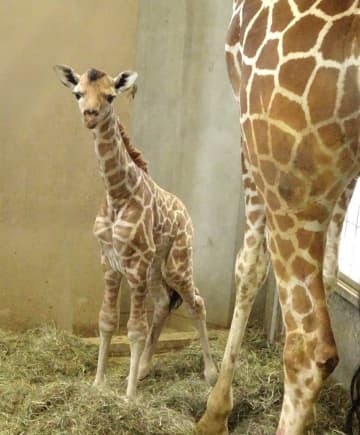 3年ぶり!キリンの赤ちゃん誕生　日立・かみね動物園　茨城