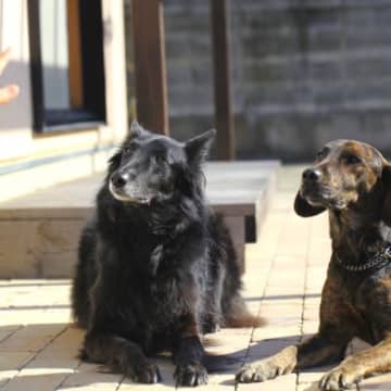 成犬に育ってから『しつけ直す』ことはできる？飼い主が心得ておきたいことからトレーニングのコツまで