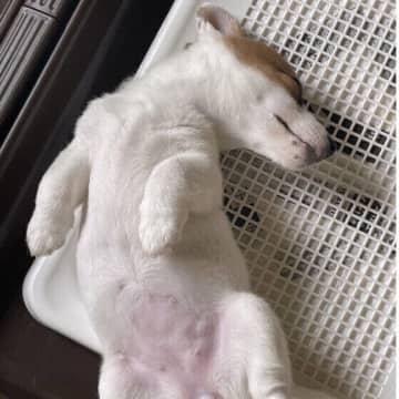 犬がトイレで寝る理由とは？行動の背景と対処法を解説