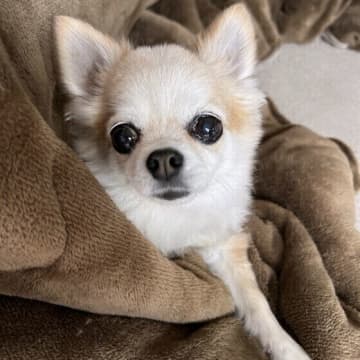 犬が目をウルウルさせるのはどうして？　かわいい犬の画像もご紹介！