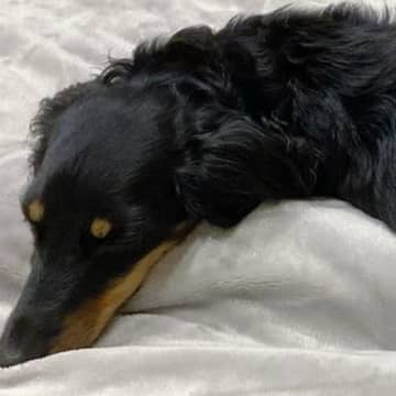 ベッドで眠っていた犬の『寝起きを撮影した』結果…まさかの『別の生き物に生まれ変わる光景』に爆笑「ウナギイヌで草」と2万6000いいね