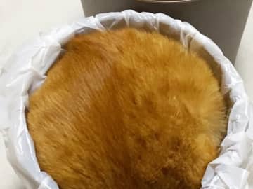 ゴミ箱を写した１枚に、４万人が困惑　中をみると…「これは幻覚？」「逆に見事」