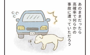 “要介護の老犬”を手放す飼い主も...保護施設の元職員が涙した一通の手紙【たまさんちのホゴイヌ③】