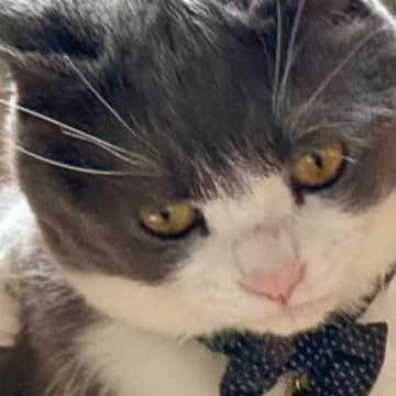 肩に腕を回されて困った表情の猫→もう1匹の『顔』を見てみると…まさかの光景に「ジャイアンとのび太？ｗ」「両極端で笑う」と27万表示